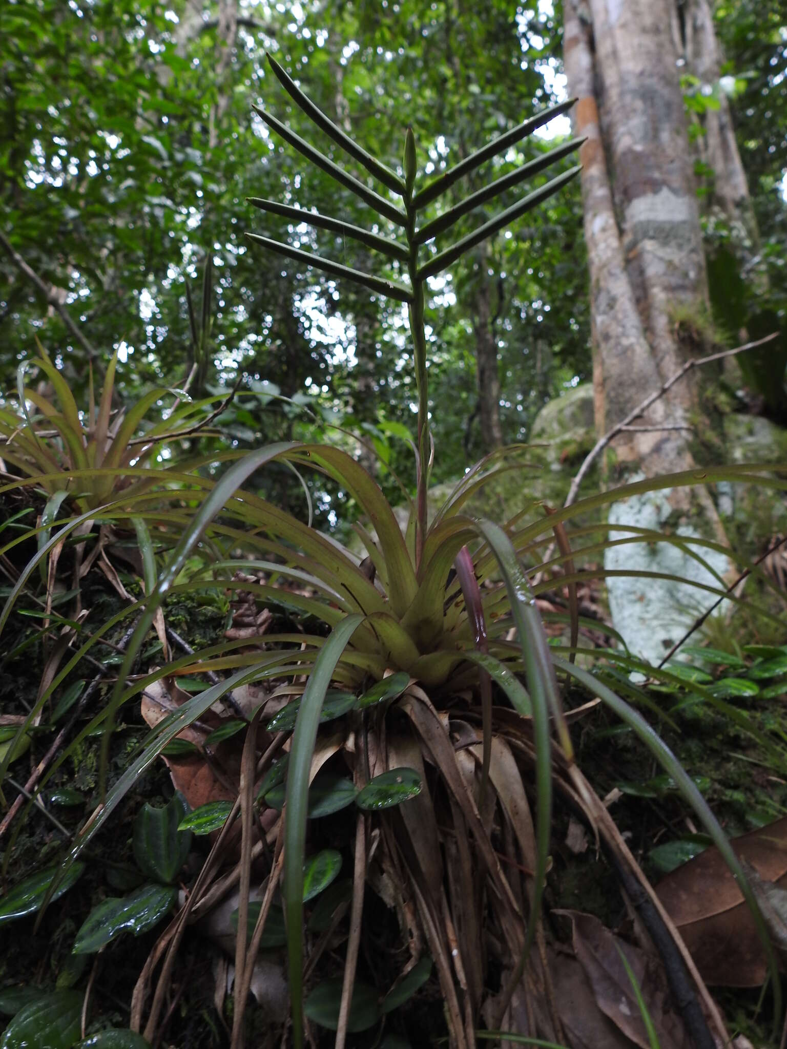 Image of Lemeltonia monadelpha (É. Morren) Barfuss & W. Till