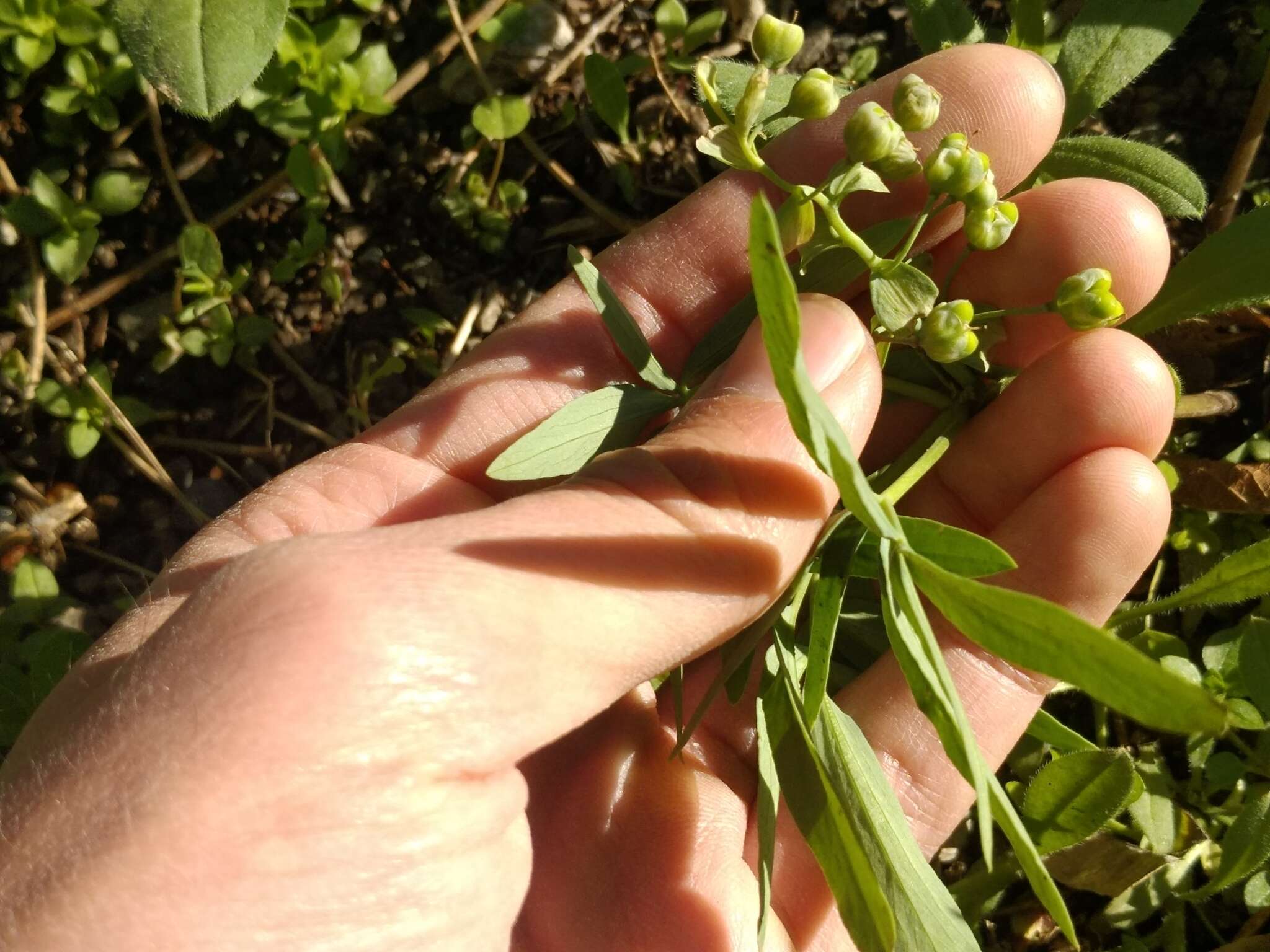 Image of Gymnospermium altaicum (Pallas) Spach