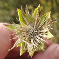 Plancia ëd Oedera calycina subsp. apiculata (DC.)