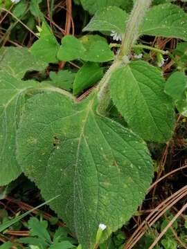 Salvia clinopodioides Kunth resmi