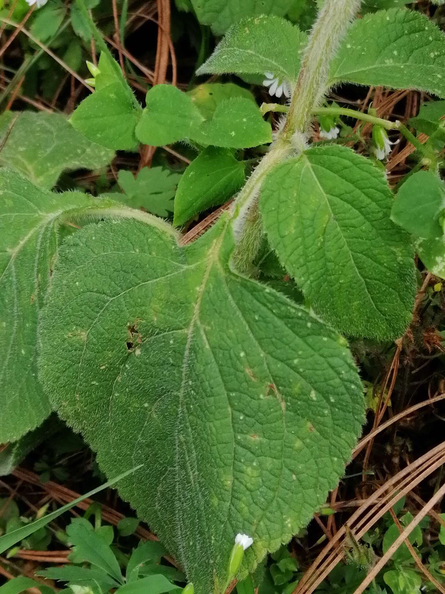 Image of Salvia clinopodioides Kunth