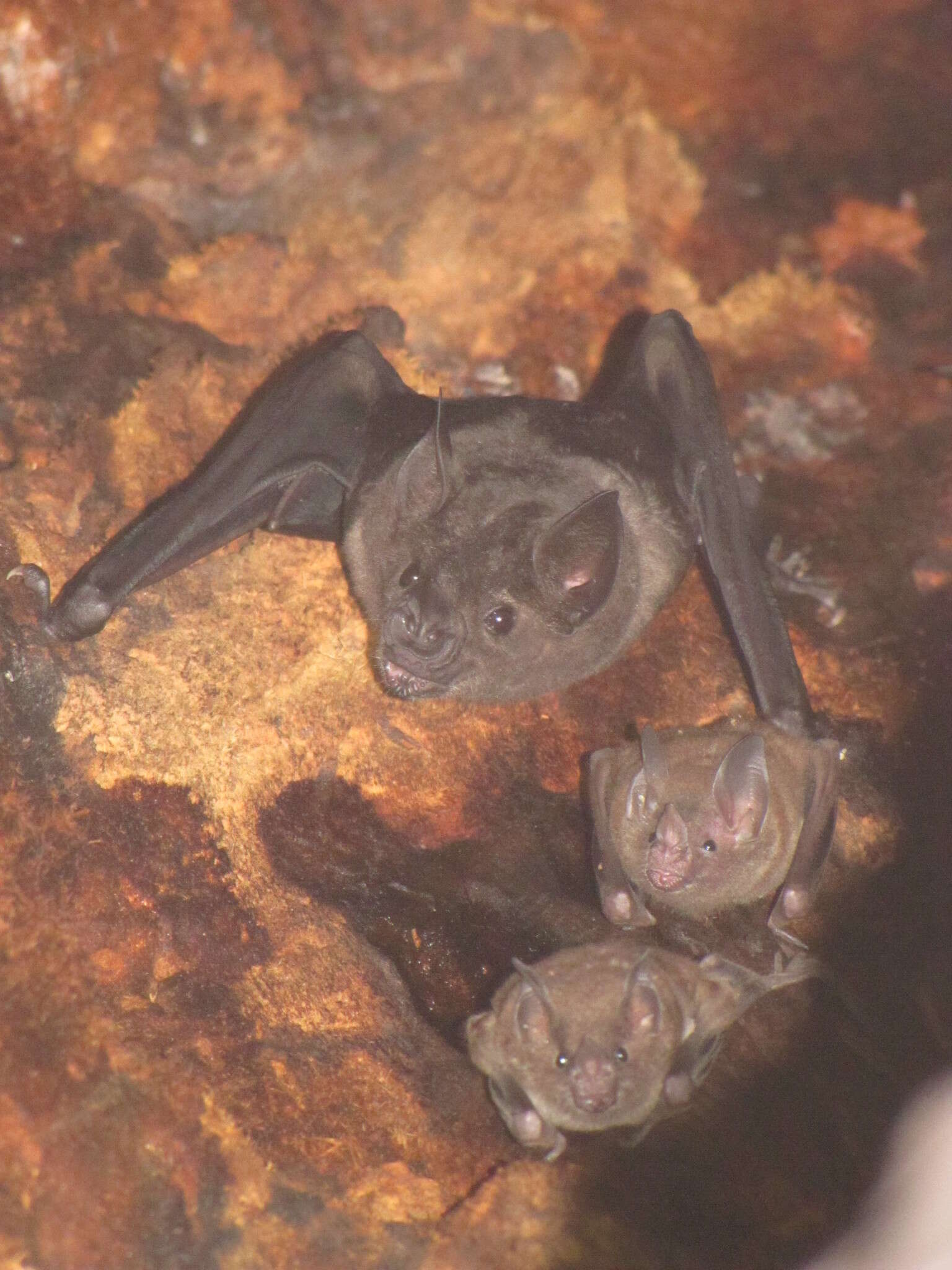 Image of Spear-nosed Bats.