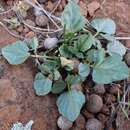 Image of Pelargonium aristatum (Sweet) G. Don
