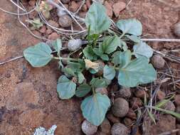 Image of Pelargonium aristatum (Sweet) G. Don