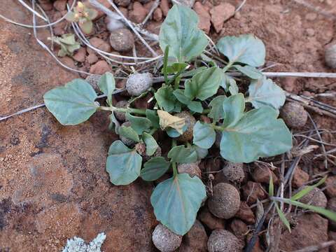 Image of Pelargonium aristatum (Sweet) G. Don