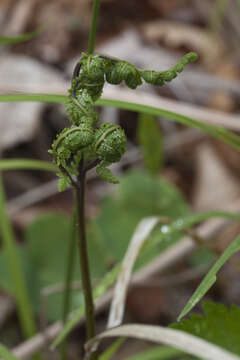 Image of Athyrium spinulosum (Maxim.) Milde