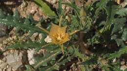 Image of hairy blazingstar