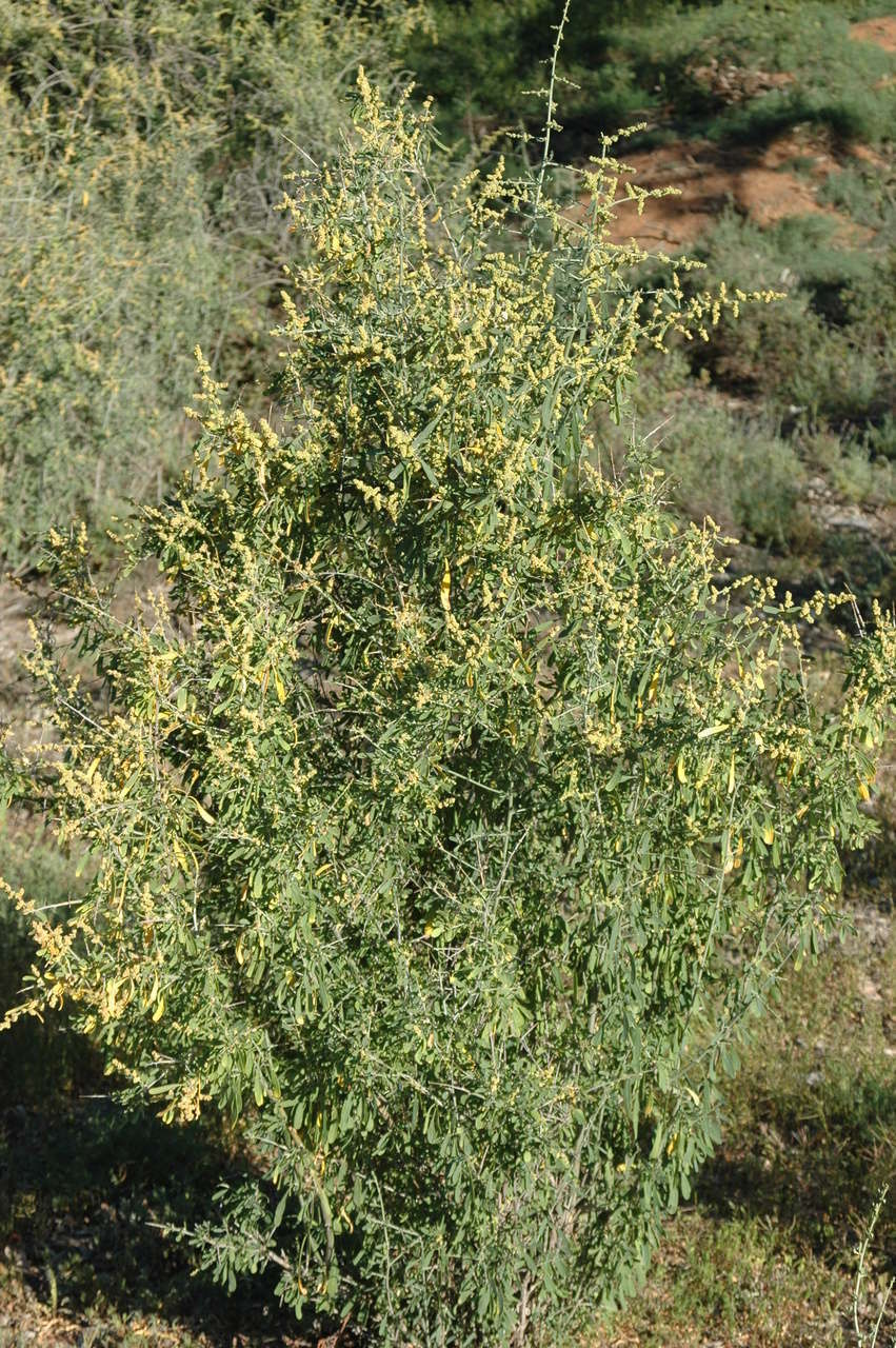 Image of Chenopodium nitrariaceum (F. Müll.) F. Müll. ex Benth.