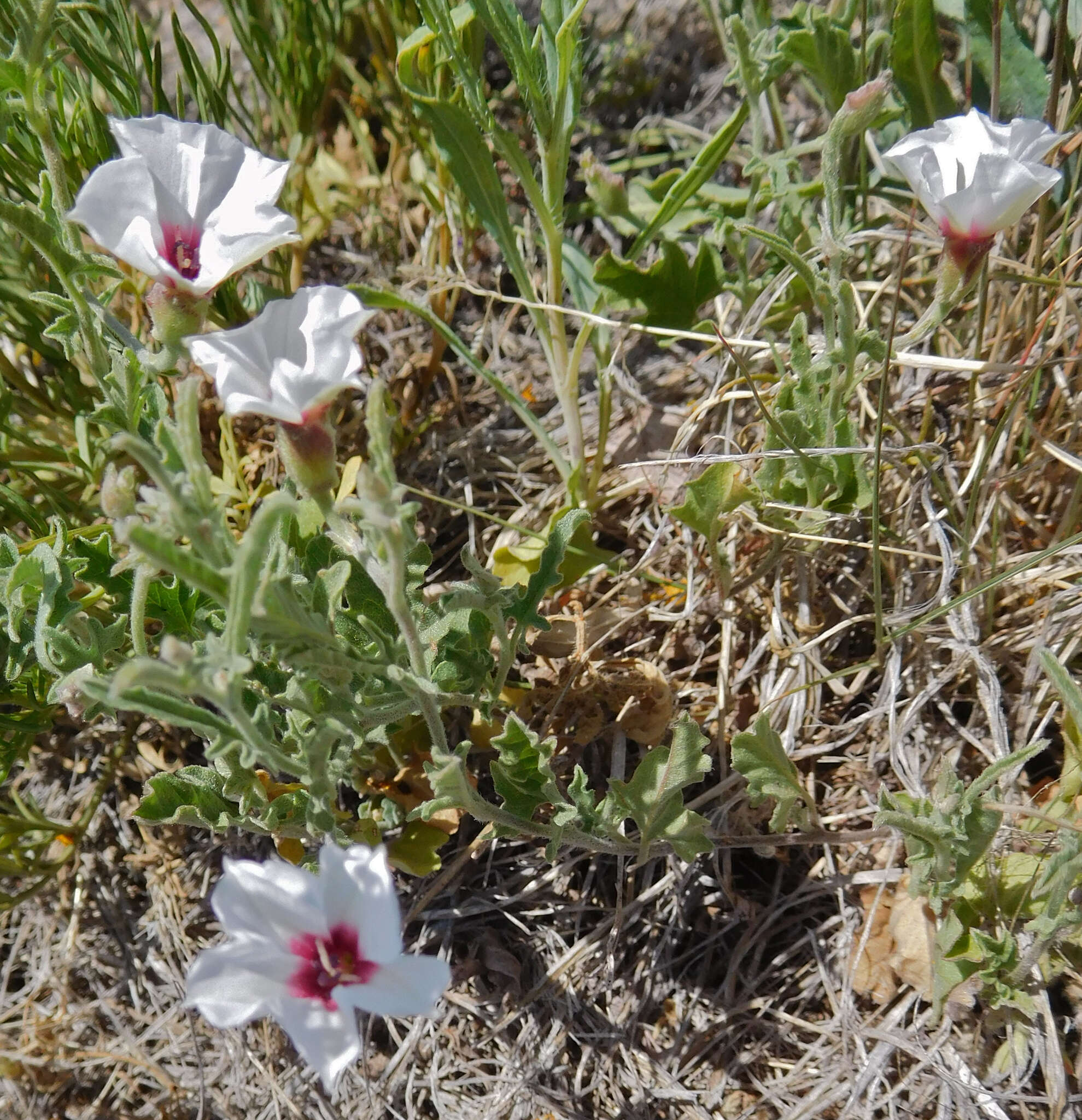 Image of Texas bindweed