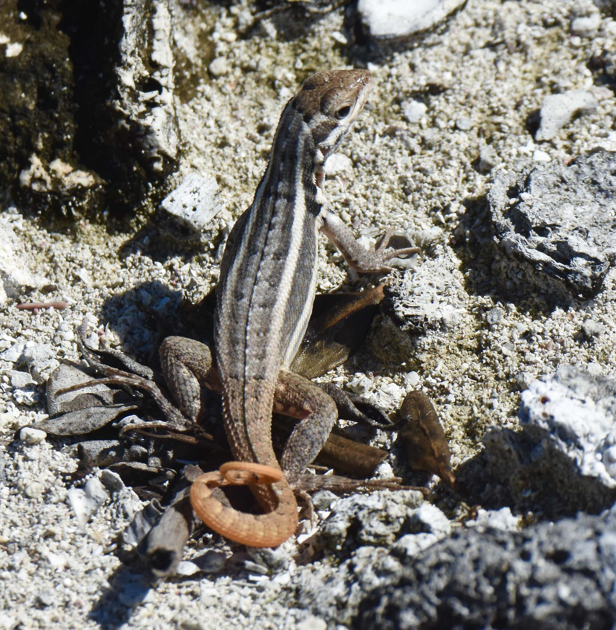 Imagem de Leiocephalus lunatus melaenoscelis Schwartz 1967