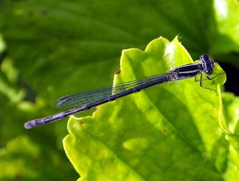 Image of Black-tailed Bluet