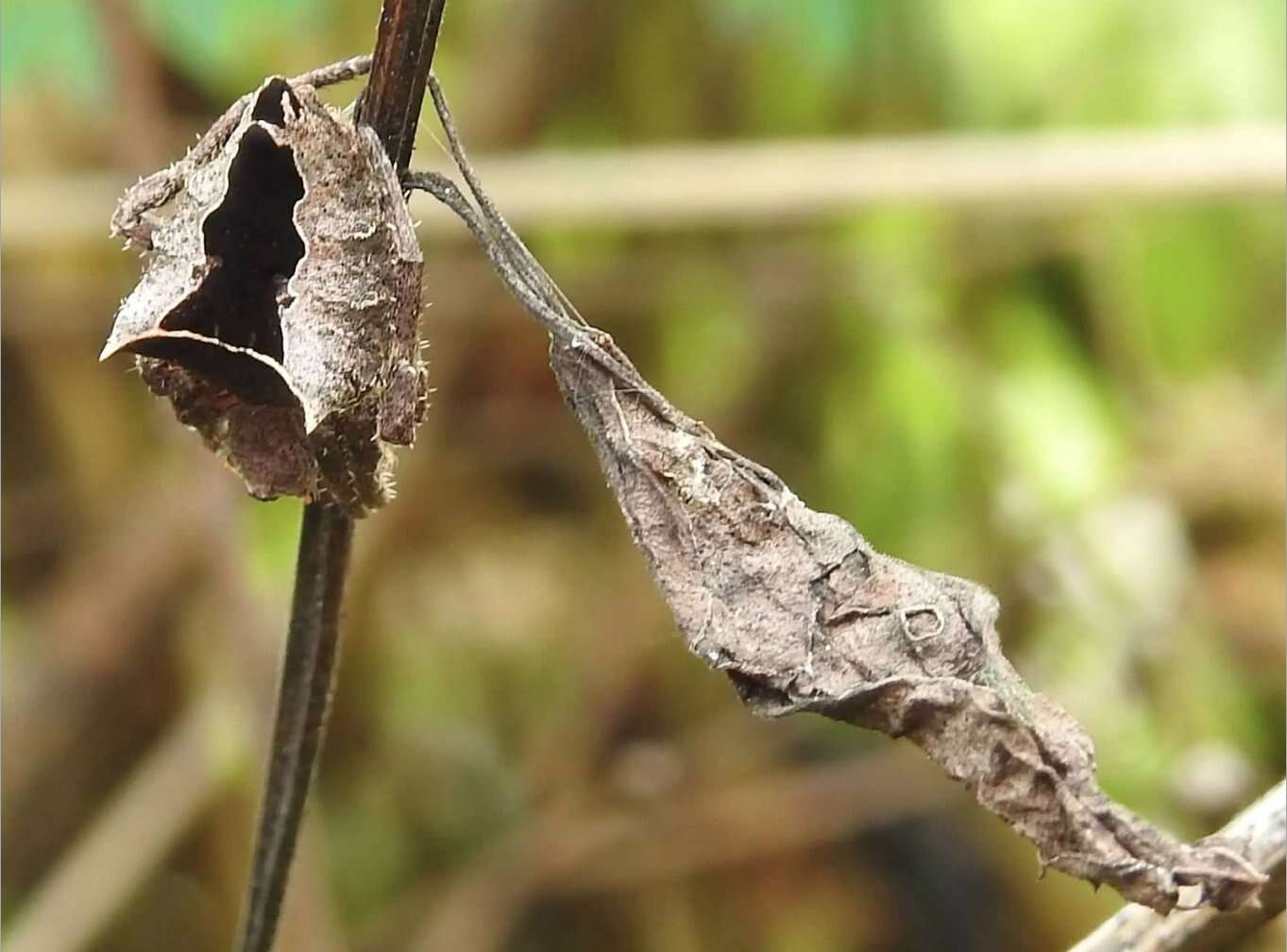 Image of Parawixia dehaani (Doleschall 1859)