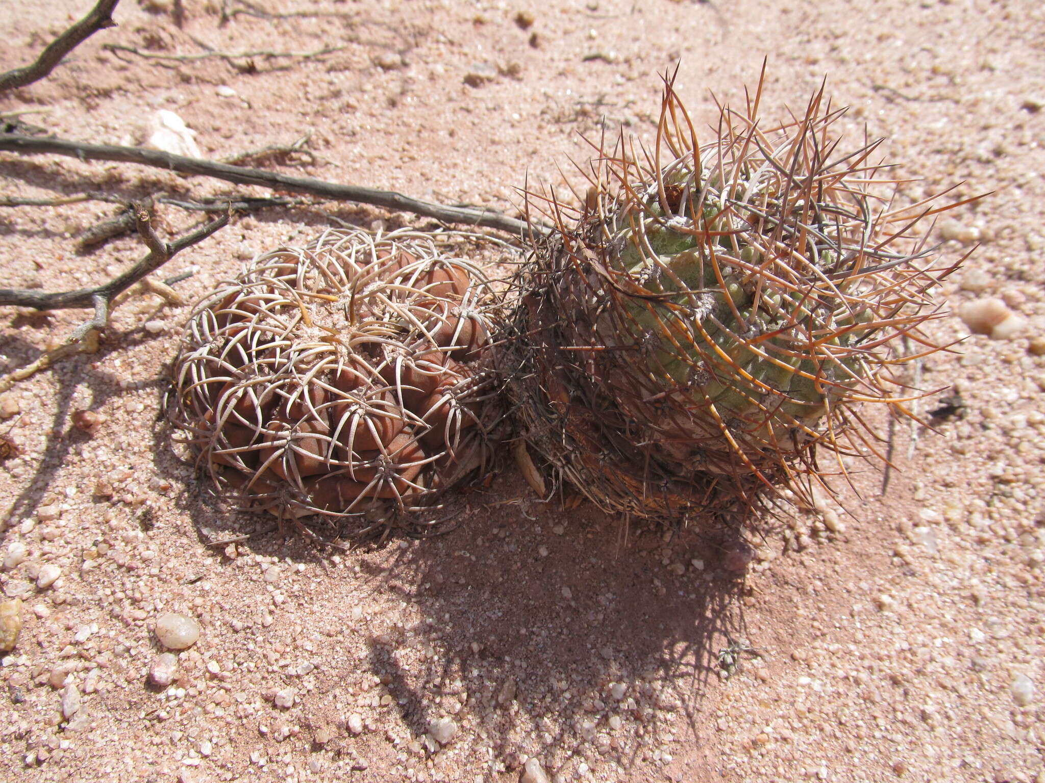 Imagem de Echinopsis thionantha (Speg.) Werderm.