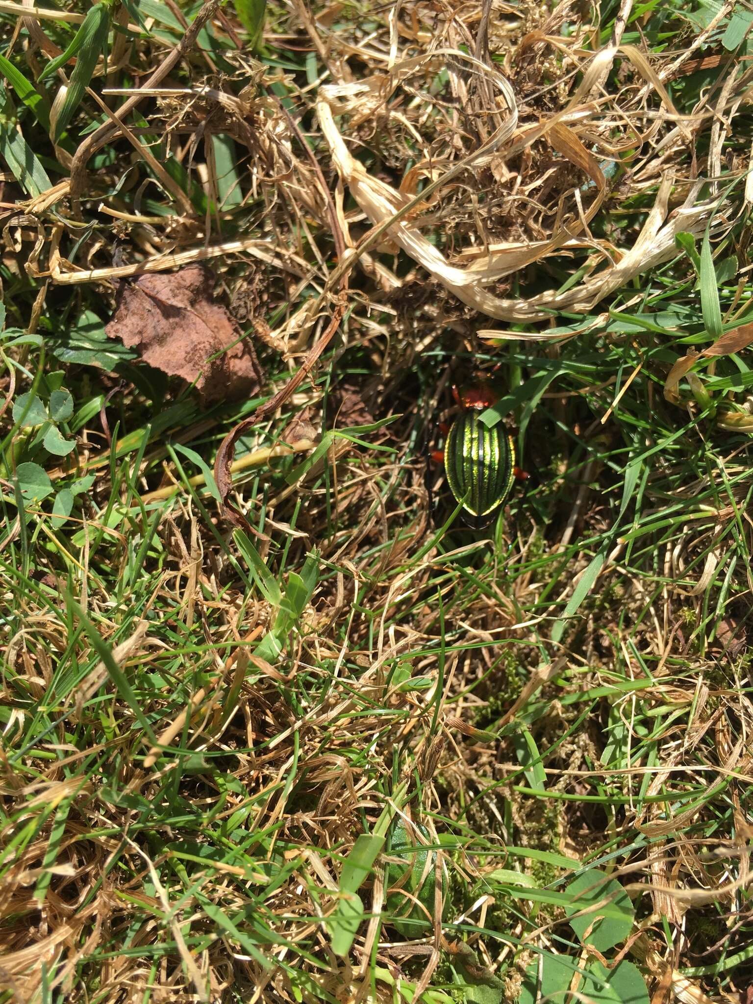 Carabus (Chrysocarabus) auronitens Fabricius 1792 resmi