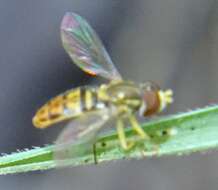 Image of Syrphid fly