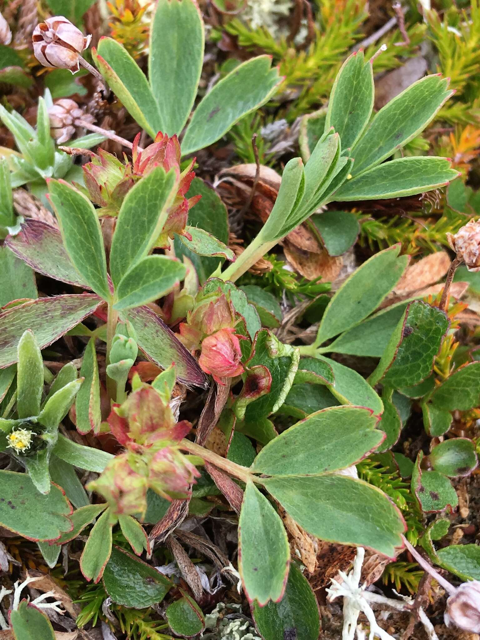 Imagem de Sibbaldia procumbens L.