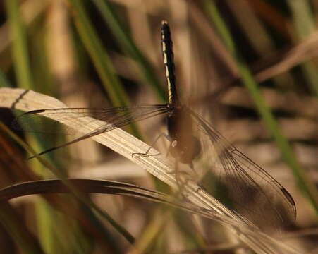 Image of Black Percher