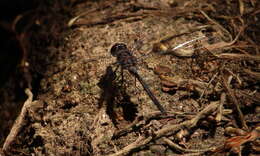 Слика од Trithemis aconita Lieftinck 1969