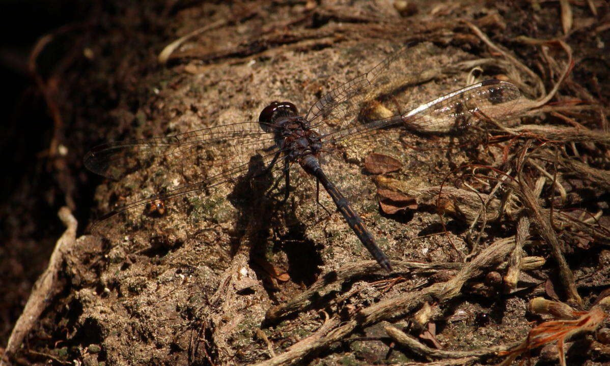 Слика од Trithemis aconita Lieftinck 1969