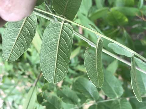 Image of Panicled Indigo-Bush