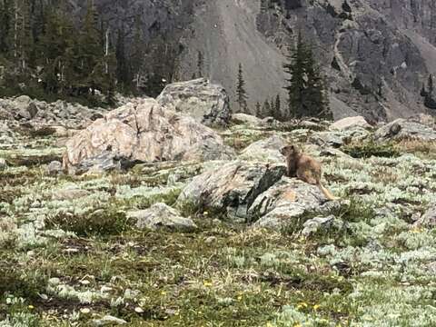 Image of Olympic Marmot