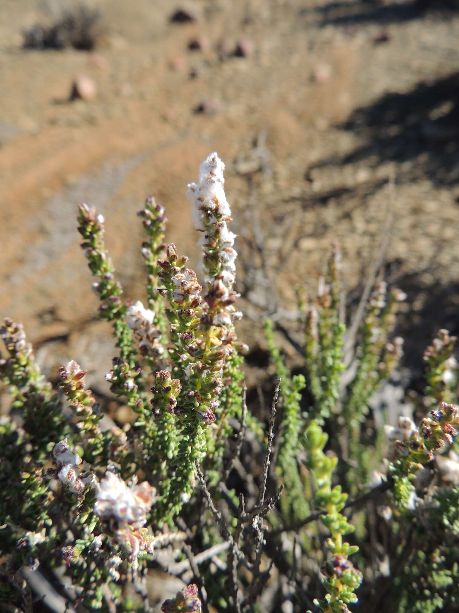 Eriocephalus ericoides subsp. ericoides的圖片