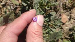 Imagem de Astragalus nuttallianus var. austrinus (Small) Barneby