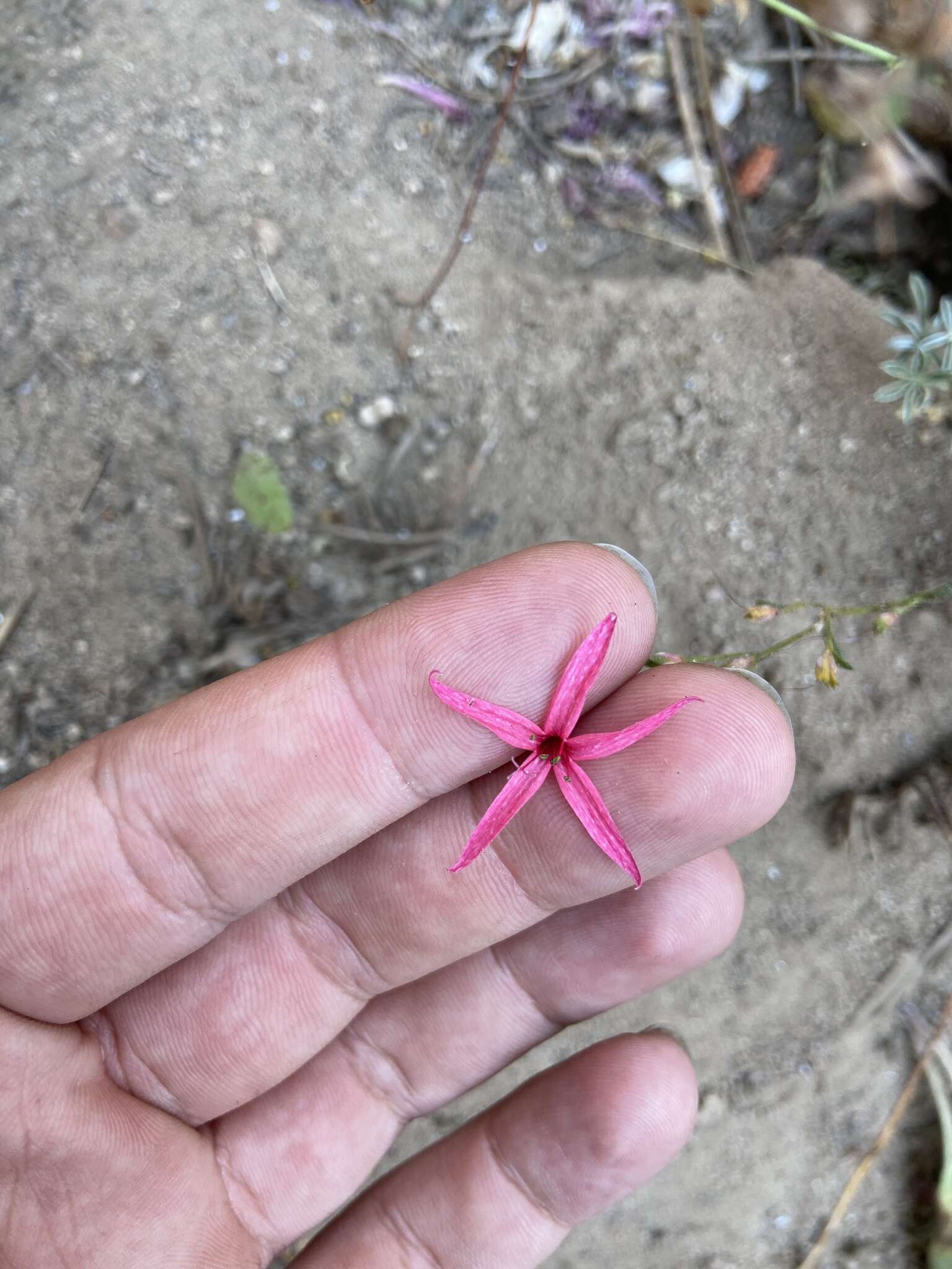 Image of scarlet gilia