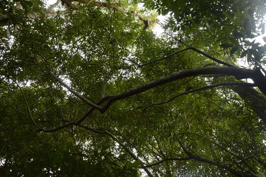 Image of Madhuca neriifolia (Moon) H. J. Lam