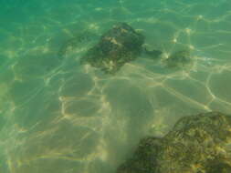 Image of Bumphead damselfish