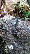 Image of Klamath Black Salamander