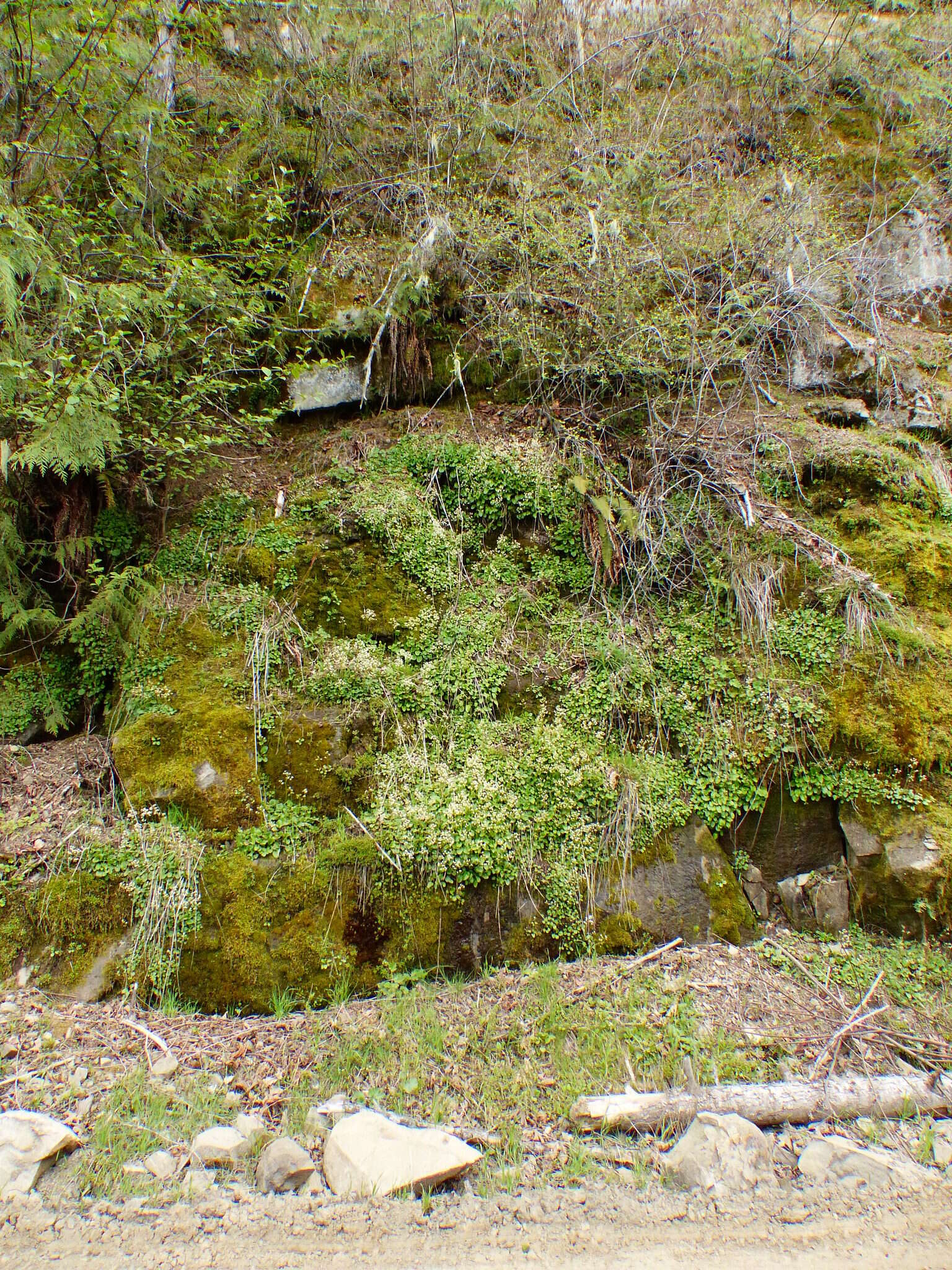Image of Hupa Valley Pseudosaxifrage