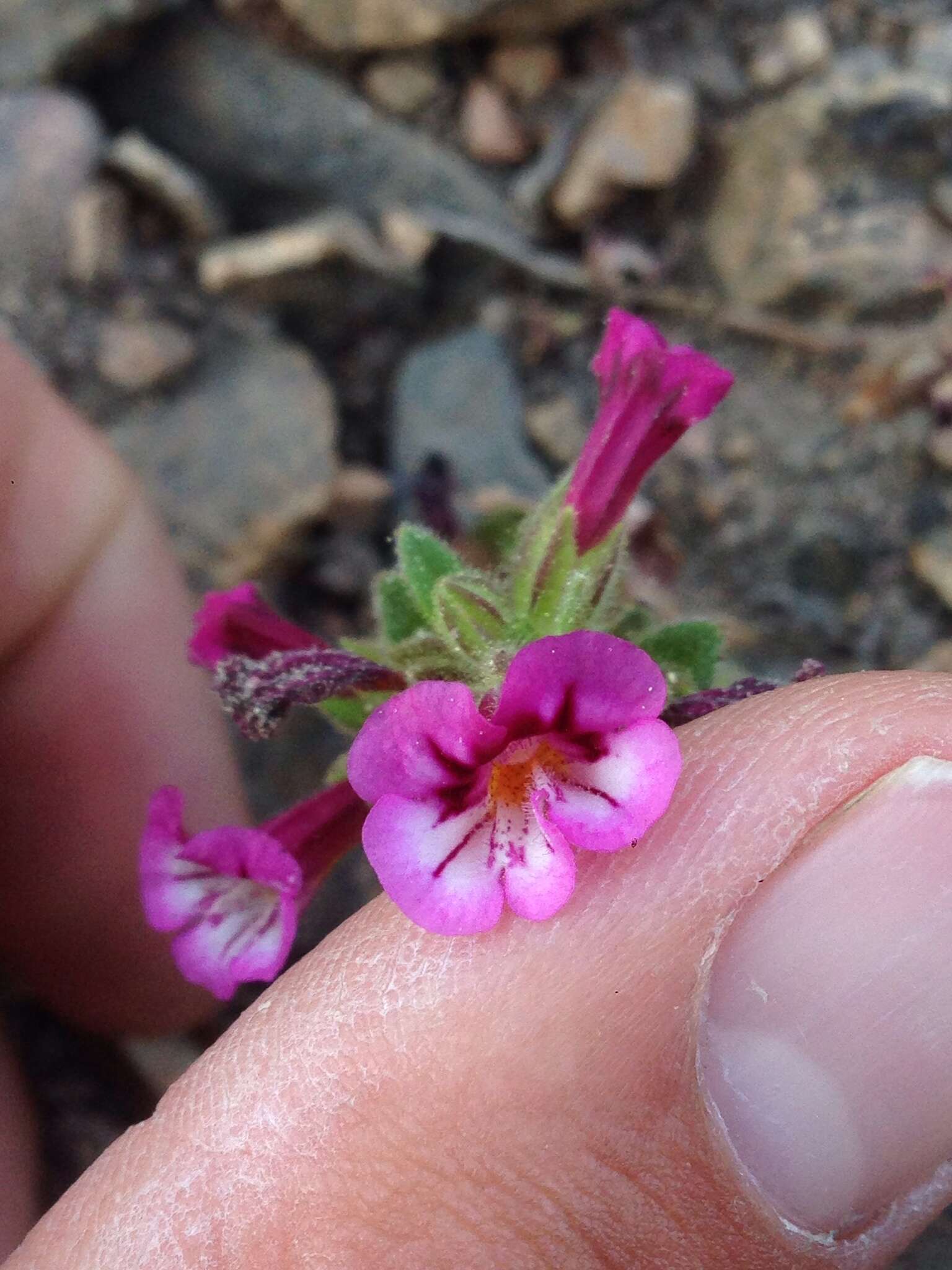 Image of sticky monkeyflower