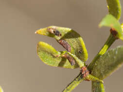 Plancia ëd Asphondylia clavata Gagne 1990