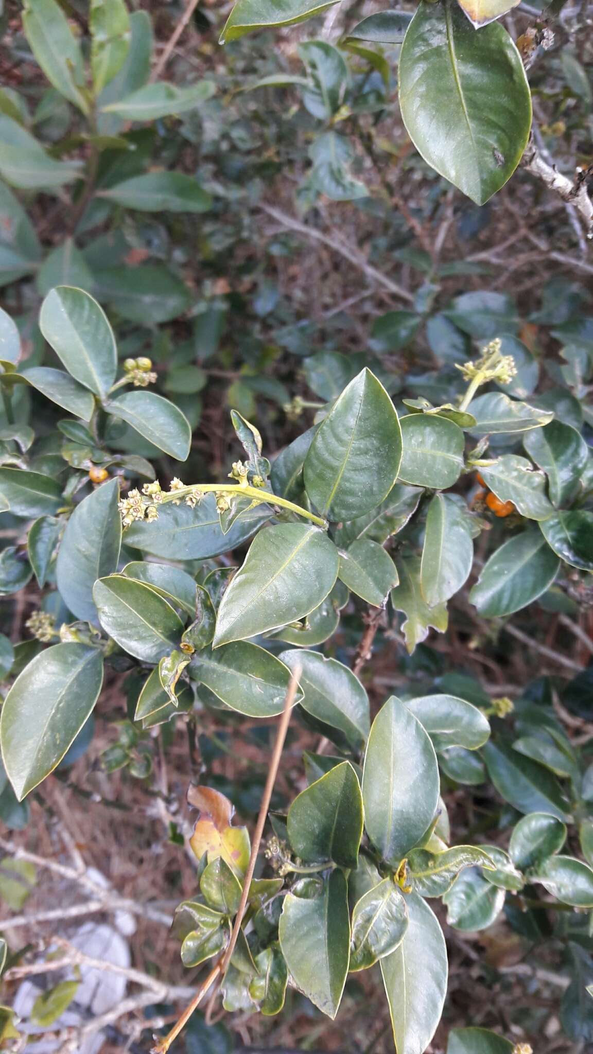 Image of Palicourea boqueronensis