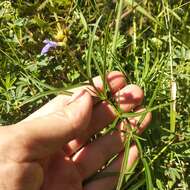 Image of Salvia filifolia Ramamoorthy