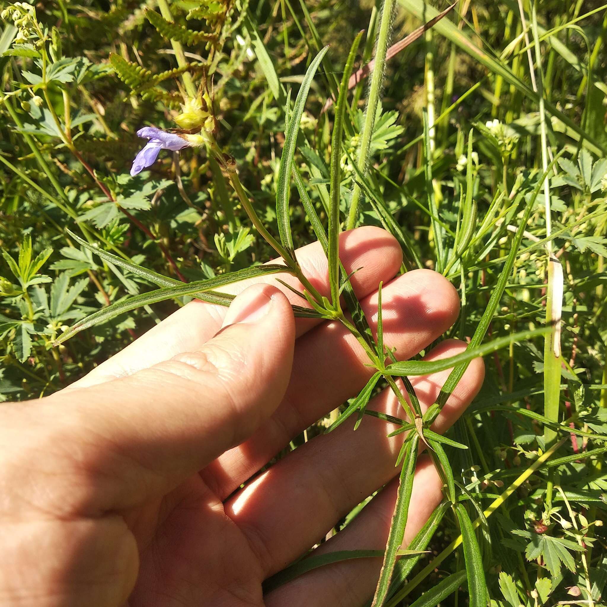 Image of Salvia filifolia Ramamoorthy