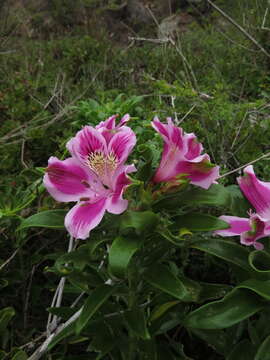 Image of Lily of the Incas