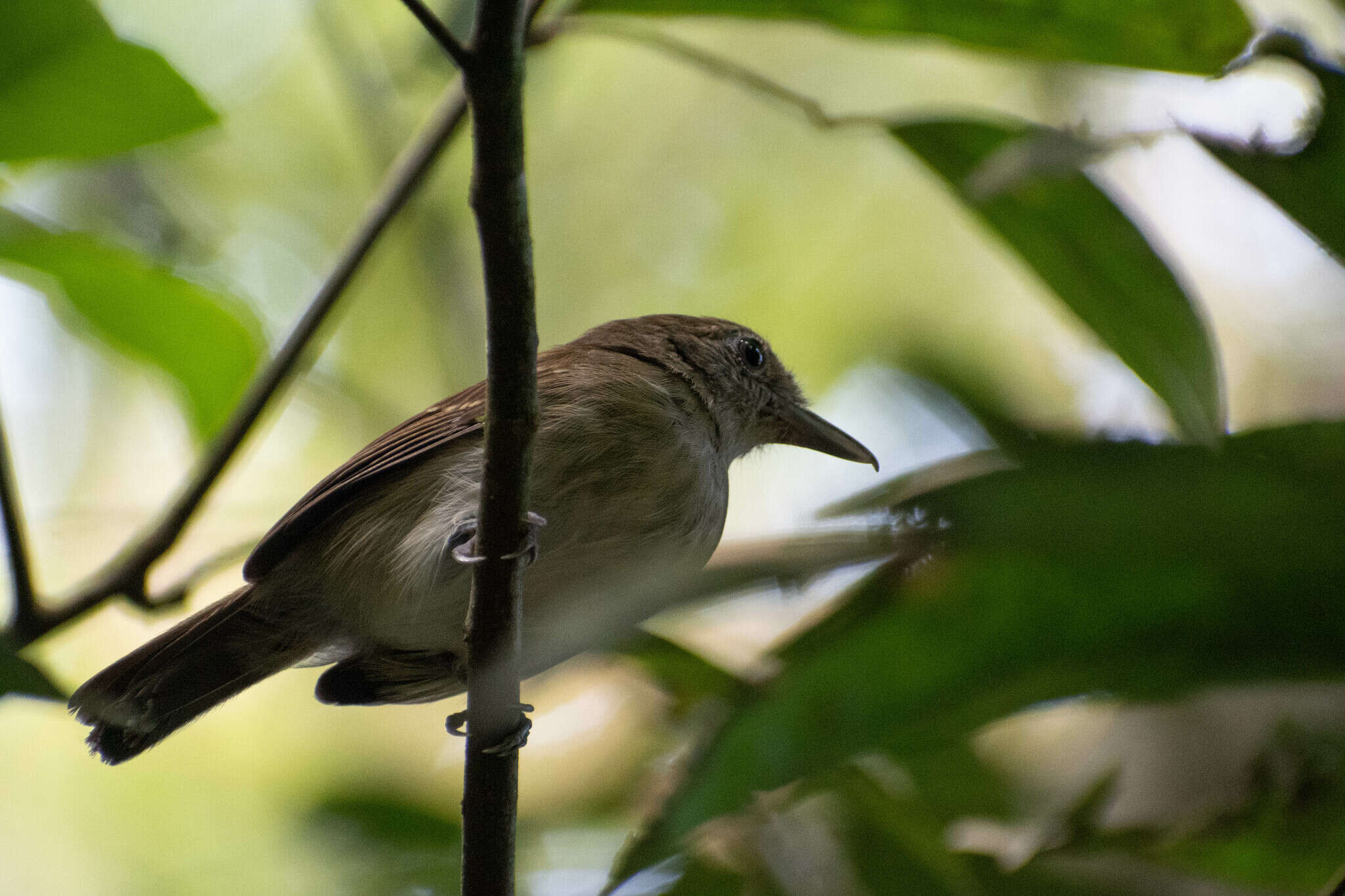 Image de Batara souris