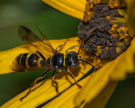 Image of Gorytes atricornis Packard 1867