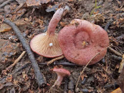 Image of Lactarius spinosulus Quél. & Le Bret. 1880