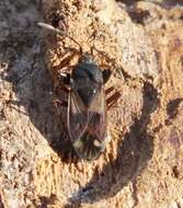 صورة Eremocoris ferus (Say & T. 1831)