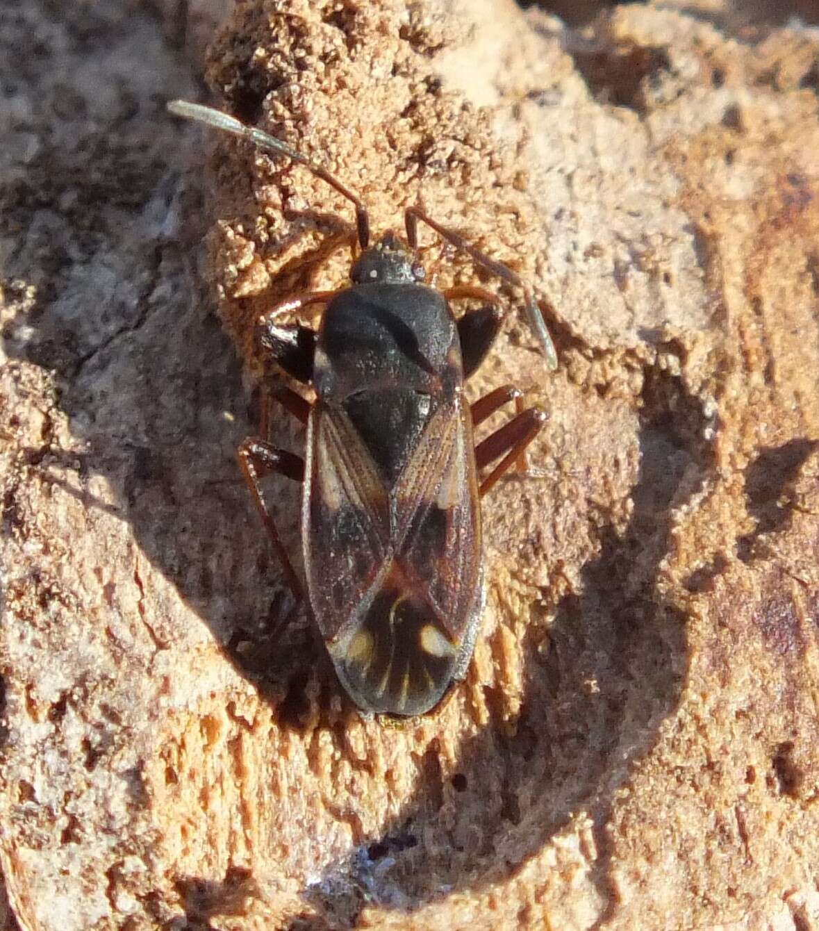 Image of Eremocoris ferus (Say & T. 1831)