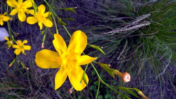 Image of Moraea ramosissima (L. fil.) Druce