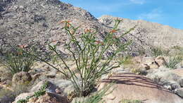 Image of Fouquieria splendens subsp. splendens