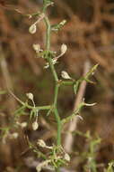 Imagem de Asparagus aphyllus subsp. orientalis (Baker) P. H. Davis