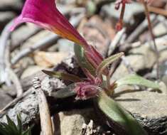 Image of red monkeyflower