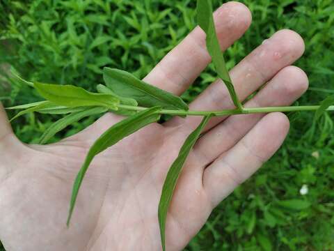 Imagem de Pentanema salicinum (L.) D. Gut. Larr., Santos-Vicente, Anderb., E. Rico & M. M. Mart. Ort.