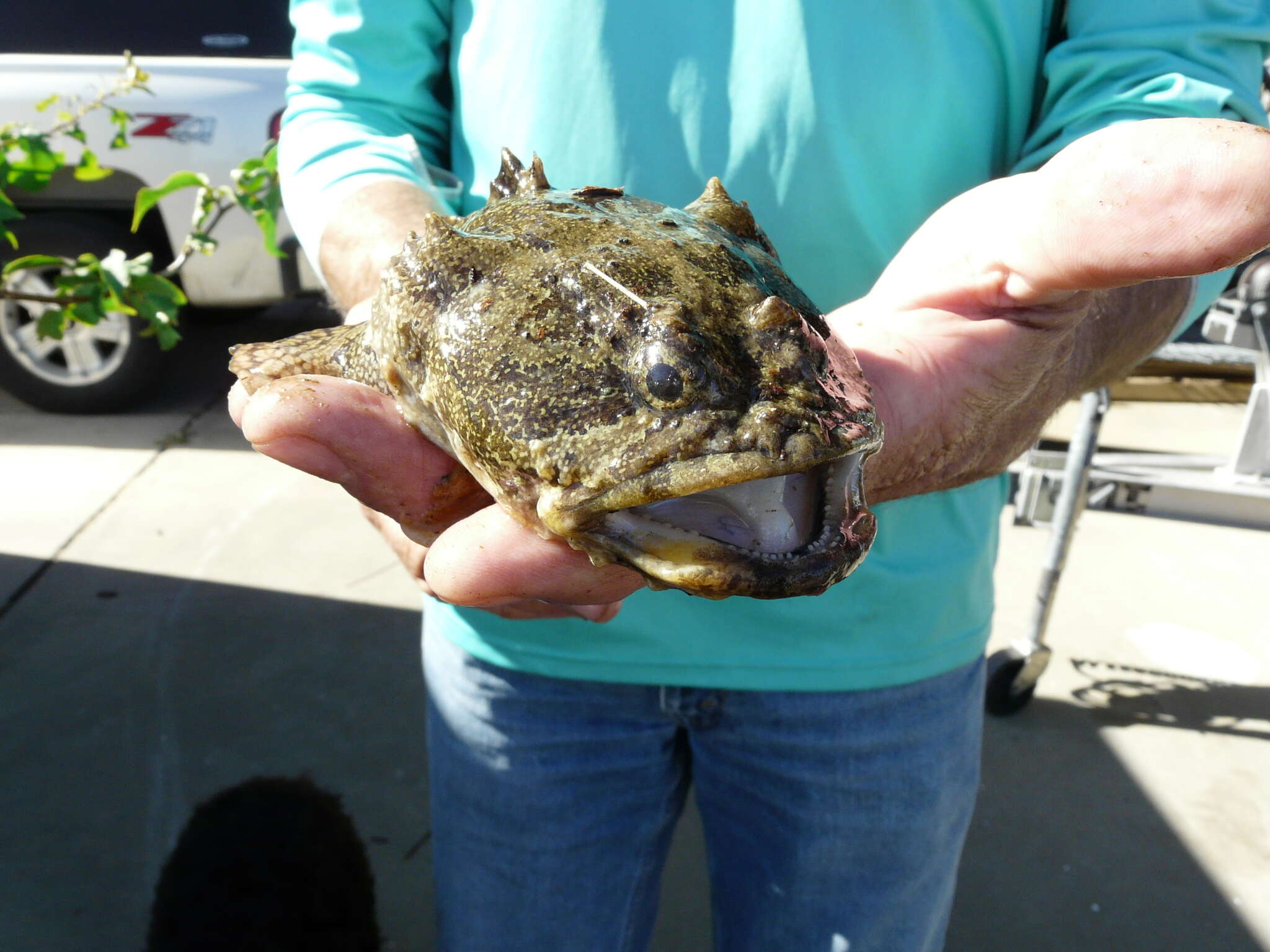 Image of Gulf Toadfish