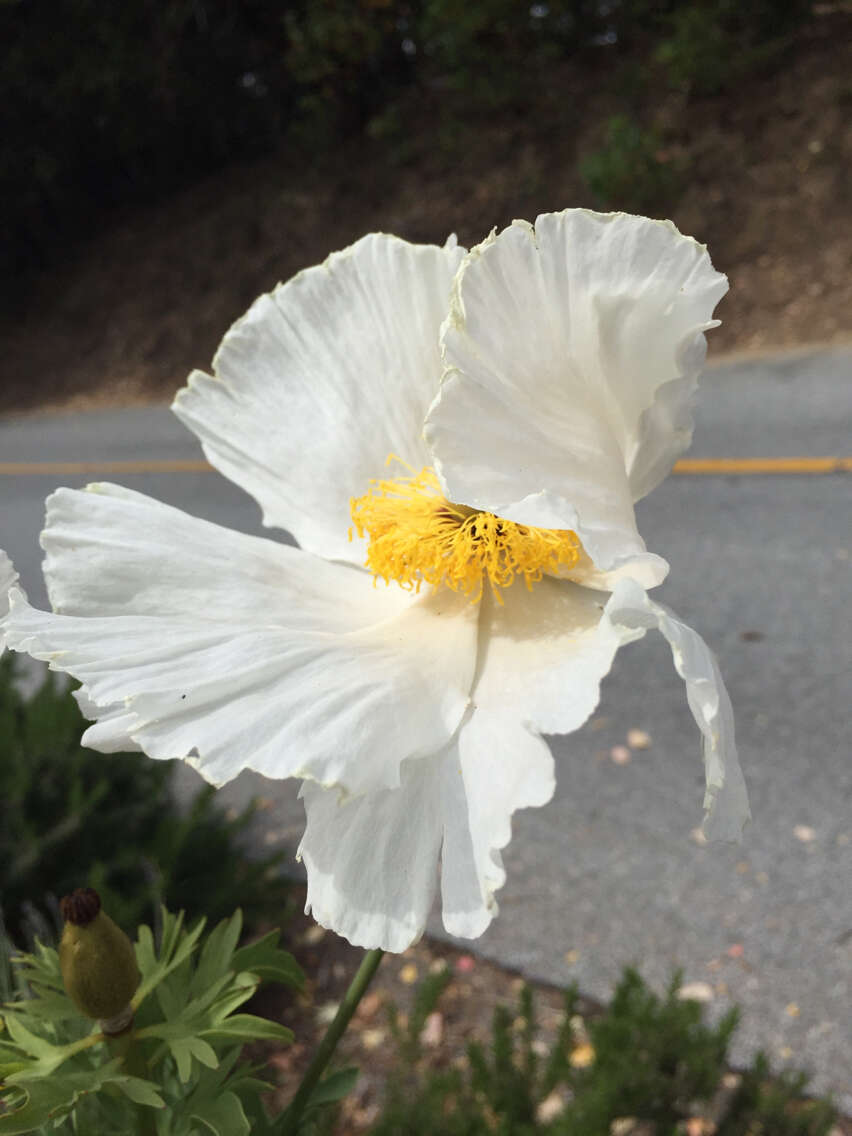 Image of Coulter's Matilija poppy